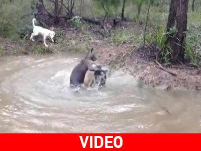 Καγκουρό επιχειρεί να πνίξει σκυλί